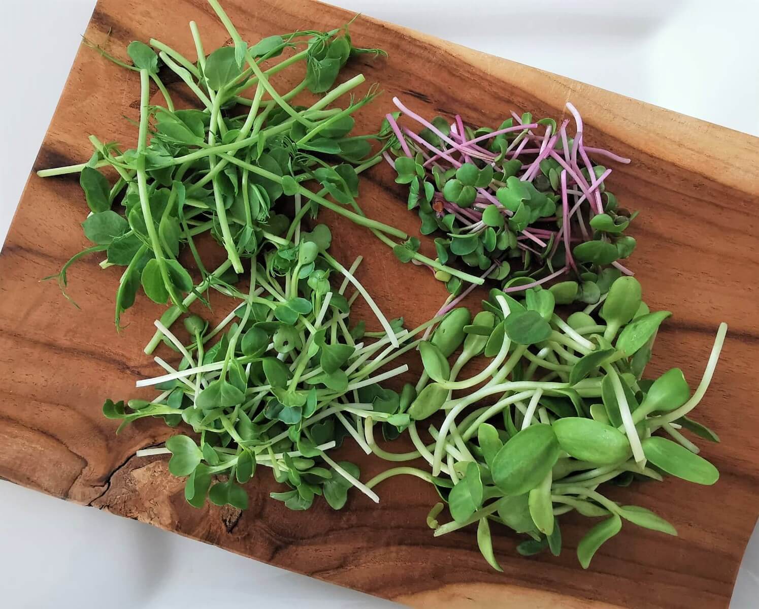 Holzbrett auf welchem vier Sorten Microgreens präsentiert werden
